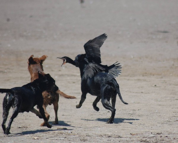 perros atacan a ave marina