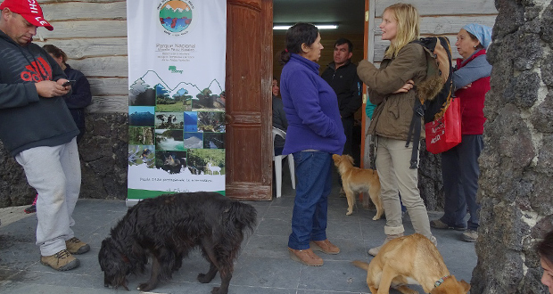 Actividad de sanidad de animales domésticos focalizada en los sectores de Petrohué, Ensenada y Peulla.