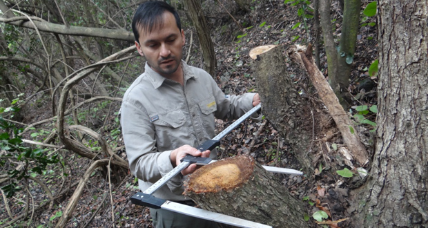 Personal guardaparque descubrió la tala ilegal de 11 árboles nativos en el sector Las Bandurrias, en la comuna de Olmué.