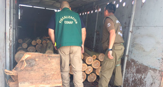 Durante el operativo interinstitucional de fiscalización forestal, además, los efectivos policiales constataron el delito de robo de madera, que el grupo pretendía trasladar de la zona intervenida en un camión.