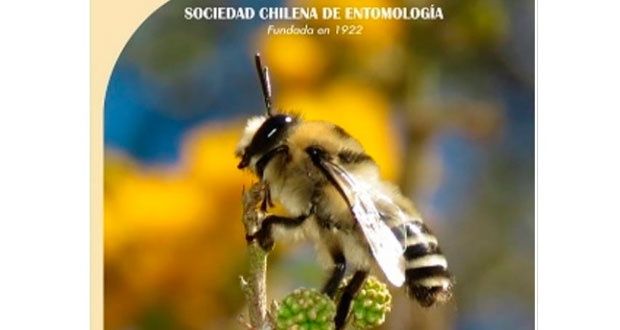 La hermosa imagen de este ejemplar macho captó la atención de los responsables de la Revista Chilena de Entomología.