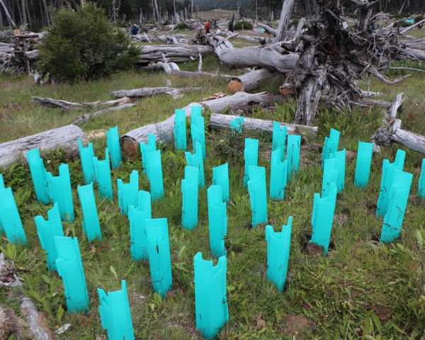 Plantación en núcleo de lengas, para la restauración ecológica del lote 10 del Parque Karukinka, en Tierra del Fuego.