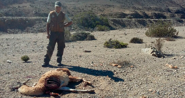 Dos guanacos muertos fueron hallados por los guardaparques del Parque Nacional Llanos de Challe.
