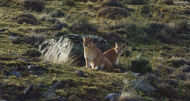 Pumas en el Parque Nacional Torres del Paine.